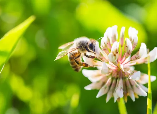 Sue Bee Honey: Nature's Perfect Sweetener for Healthy Living