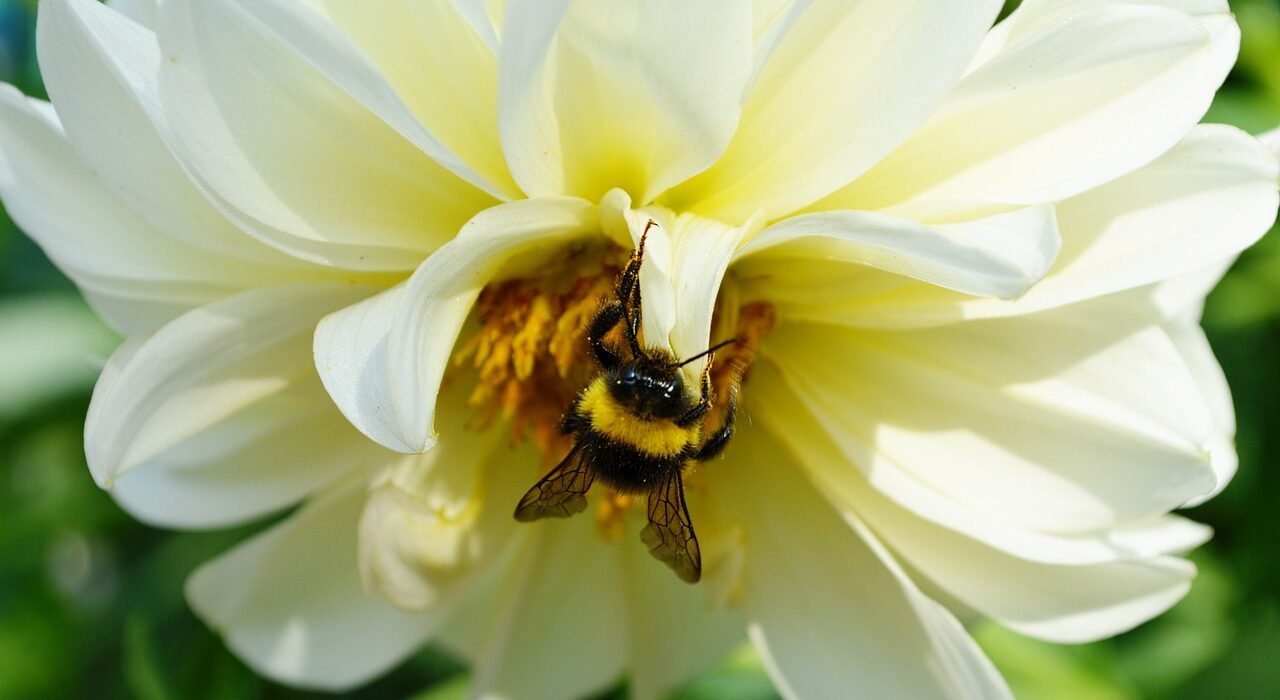 Do Bumble Bees Make Honey? Exploring the Honey-Making Abilities of Bumble Bees