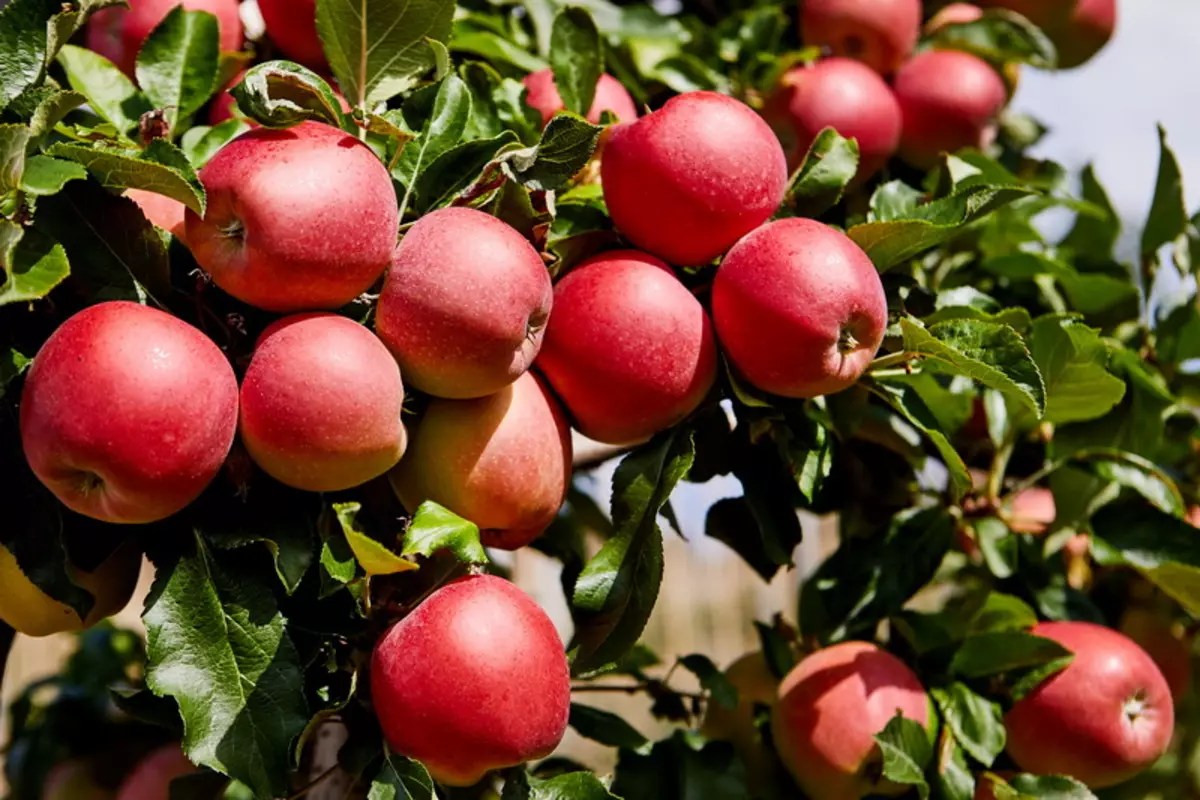 What makes Zestar Apples so uniquely delicious?