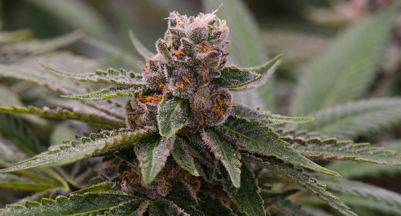 How does the Peanut Butter Breath strain stand out in the world of cannabis?