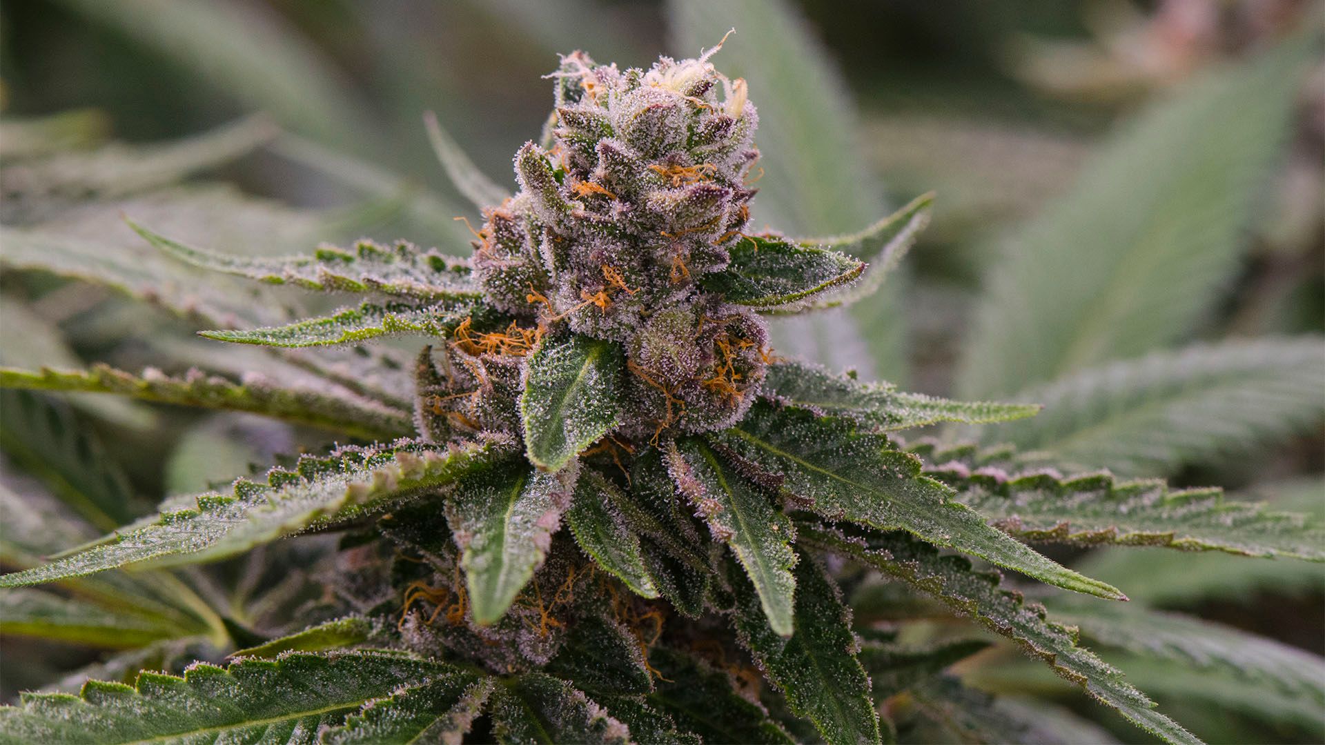 How does the Peanut Butter Breath strain stand out in the world of cannabis?