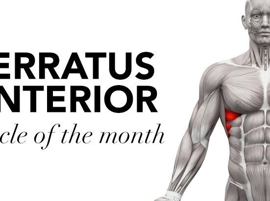 Why Serratus Anterior Exercises are important for healthy life?