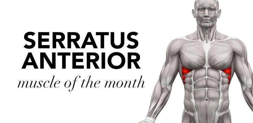 Why Serratus Anterior Exercises are important for healthy life?