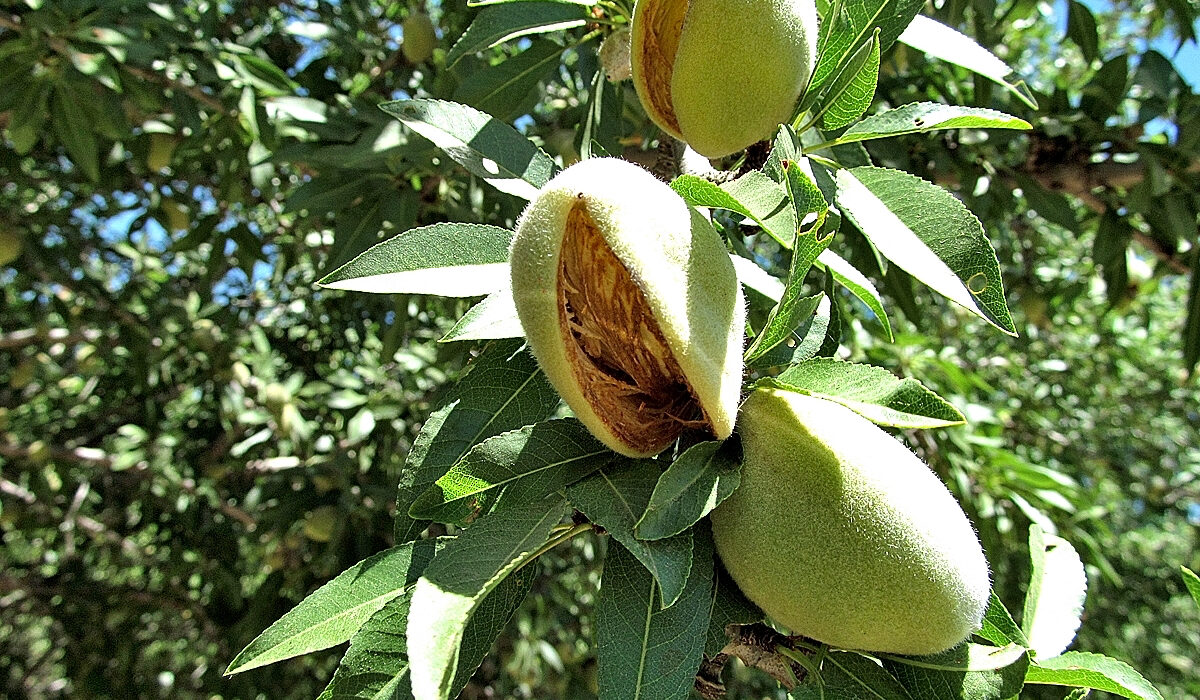 How does almond tree farming impact the environment?