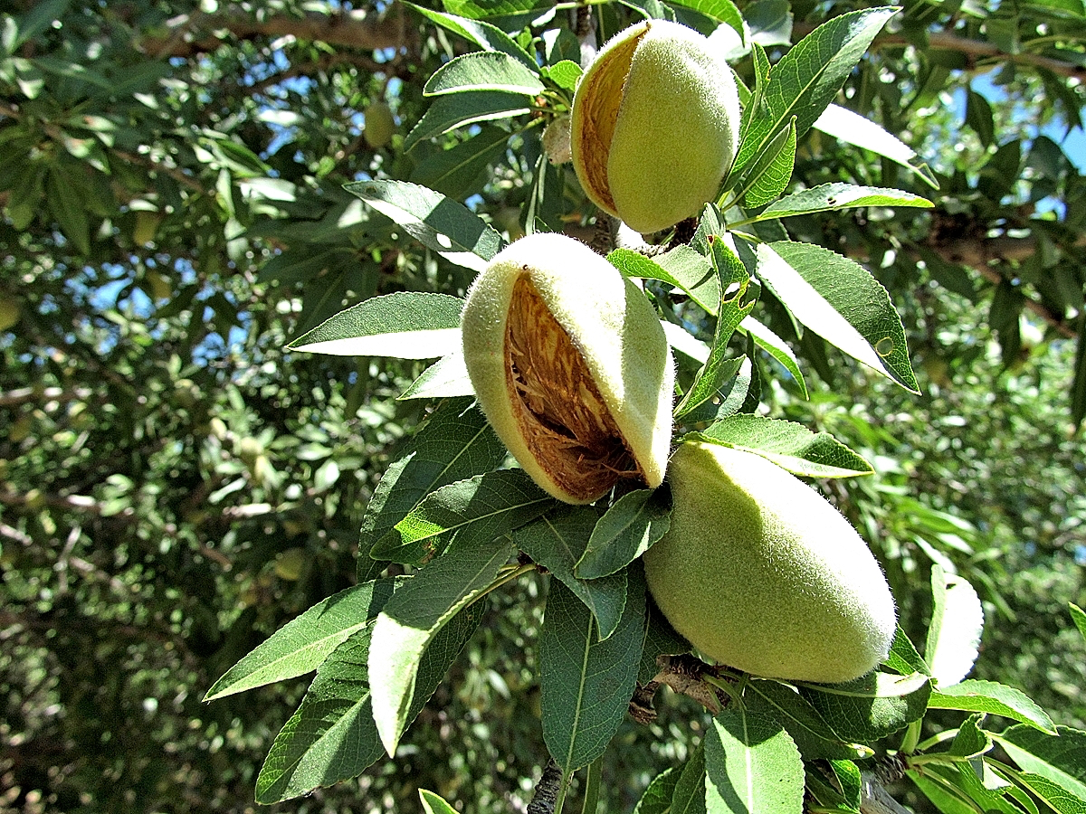 How does almond tree farming impact the environment?